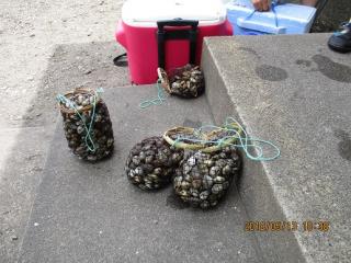 大きな貝がたくさん採れました！