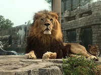 東武動物公園 法人アトラクションパスセット – 一般財団法人狭山市勤労 ...